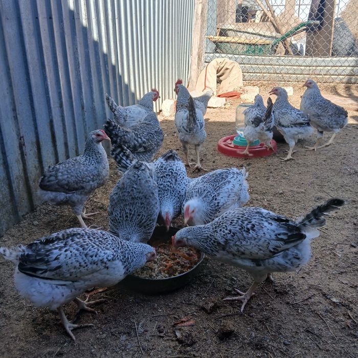 Барковская барвистая тауықтары