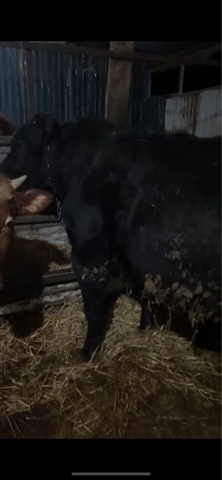 Продам быка , можно на мясо можно на племя