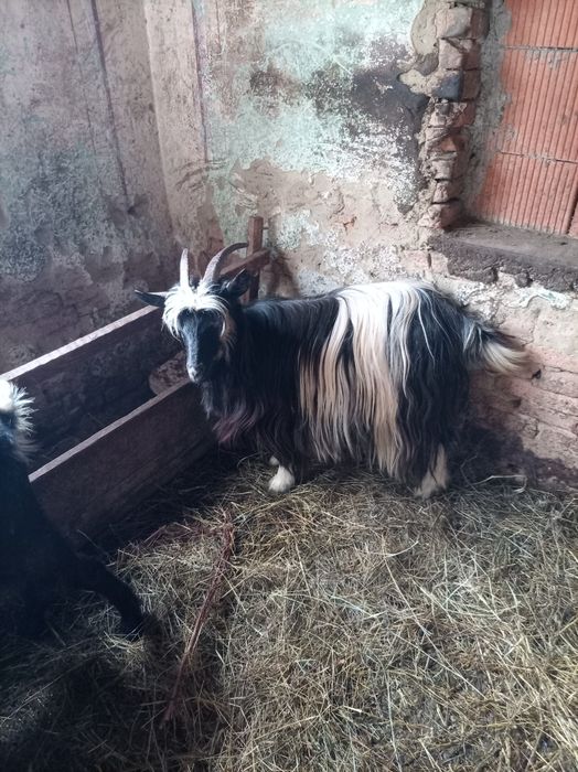 Vând 5 capre tinere