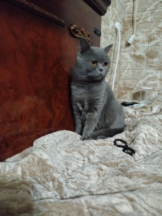 Британская кошка продаю срочно