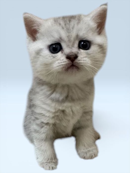 Продаются котята,шотландские скоттиш фолд и страйк