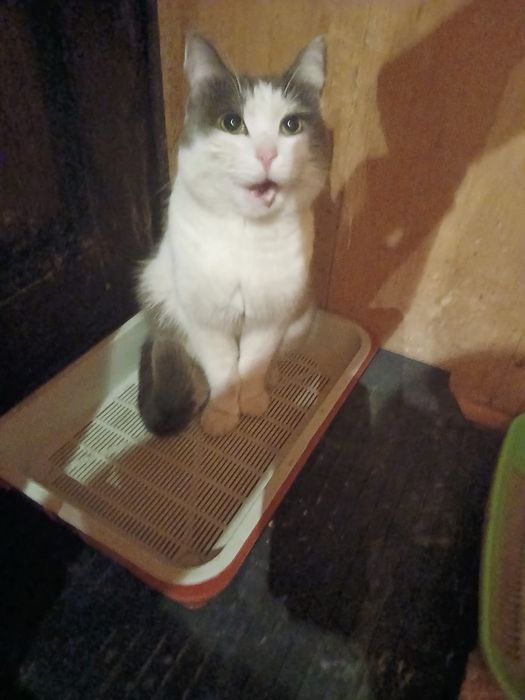 Котик Федор ищет дом
