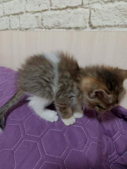 Отдаем бесплатно