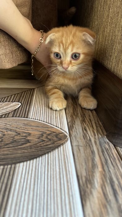Котята скотиш фолд
