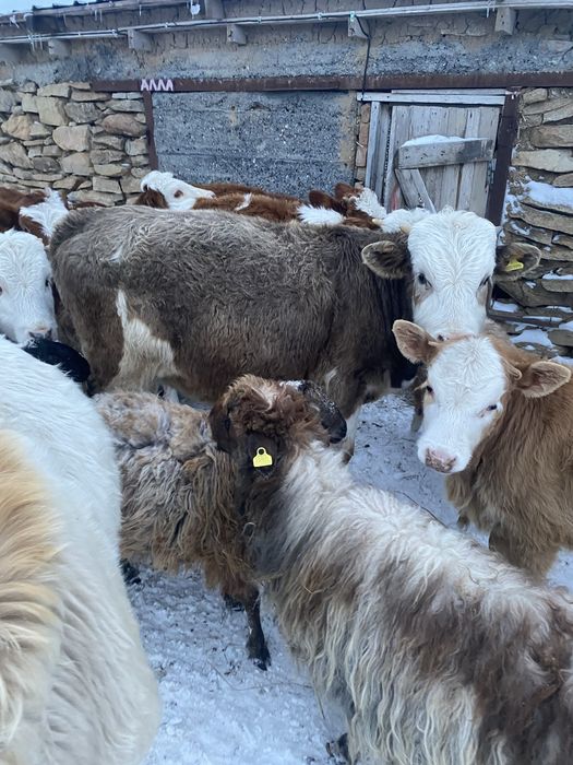 Продаются телята бычки