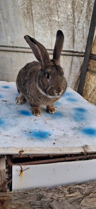 Vând iepure uriaș belgian