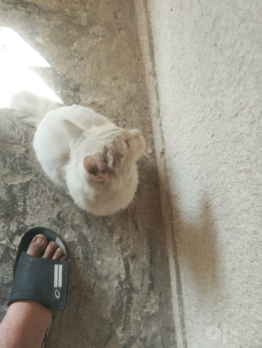 Очень милый котенок