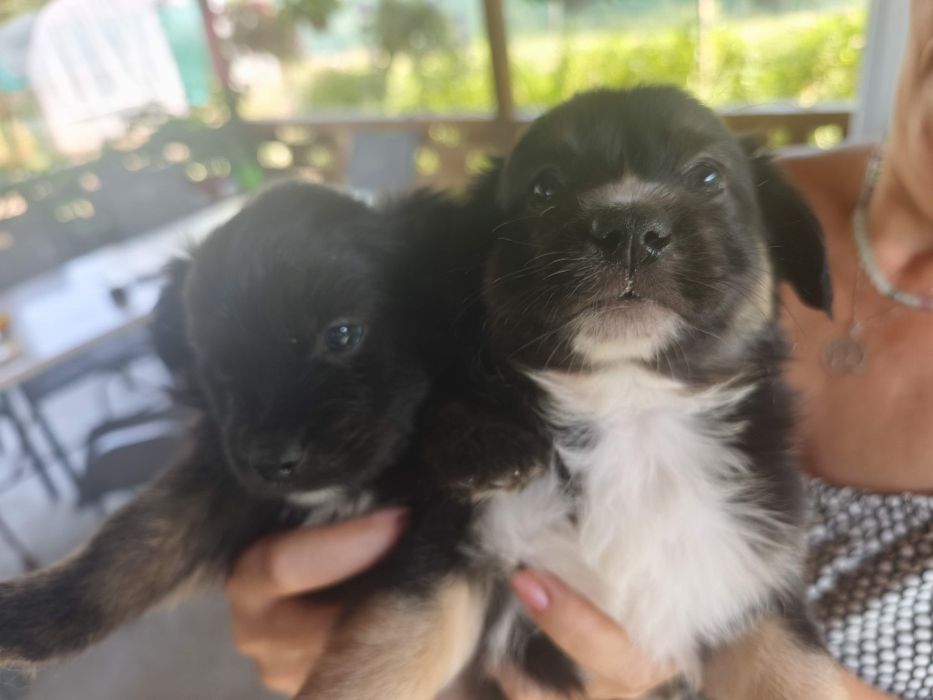 Donez cățeluși talie mica