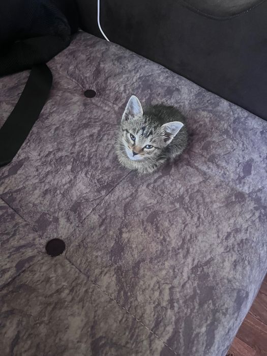 Отдам котенка в хорошие руки