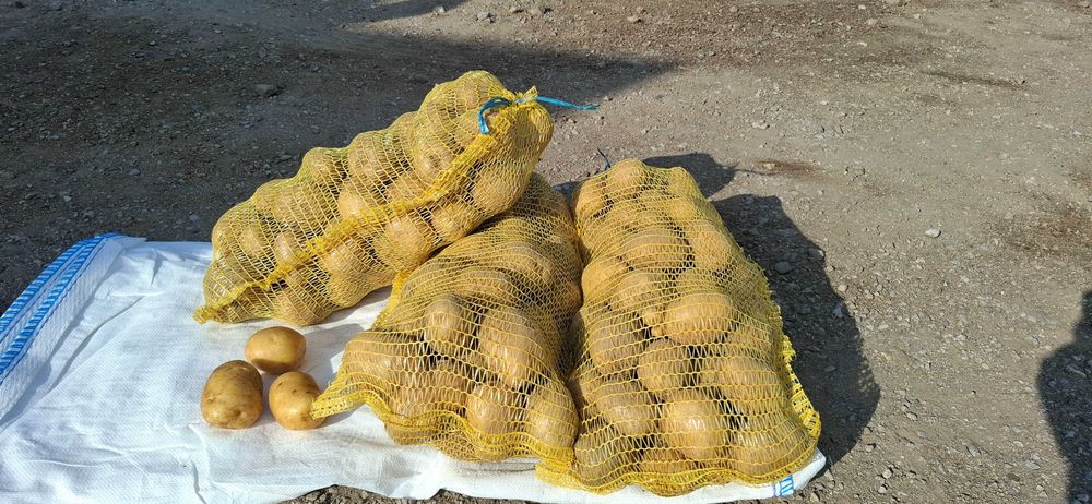 Картофи за консумация