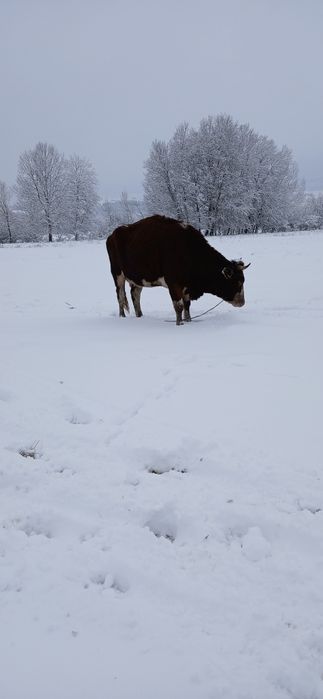 Vand vaci cu vitei langa ele