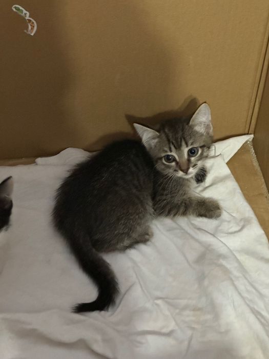 Отдам котят 2 мальчика и девочка