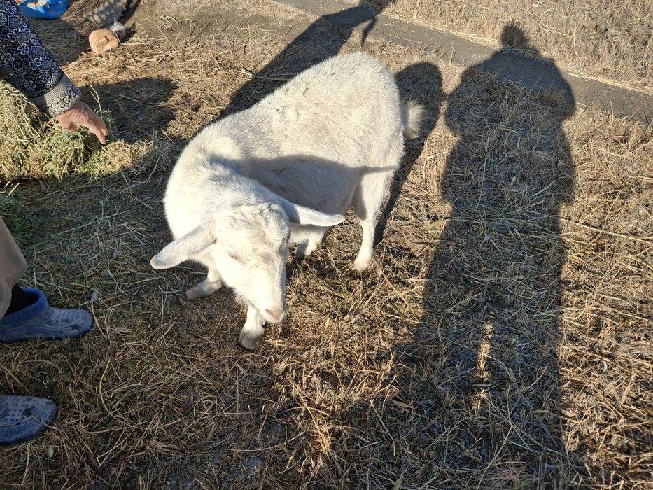 Занен таза орыс ешкі буаз