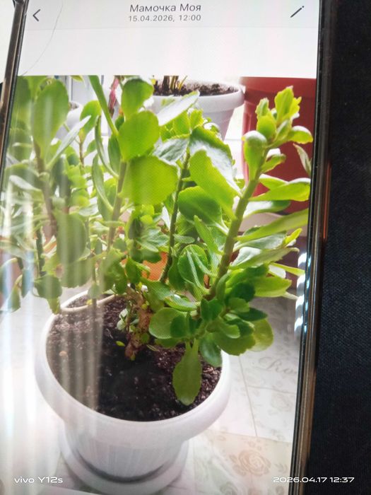 Комнатные цветы домашные