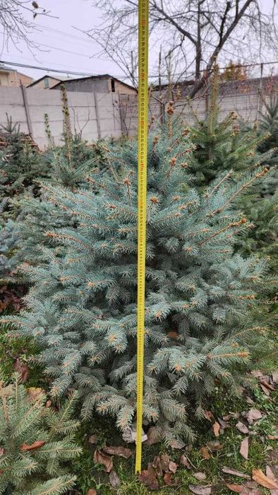 Голубая Ель ва Яшил Ель Сотилади 50% Скидкада