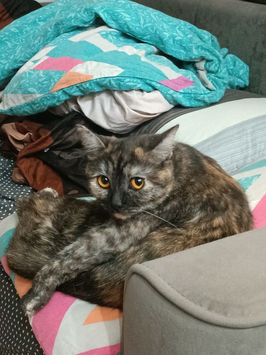 Отдам кошечку, хорошую, добрую