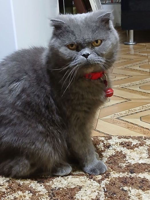 Шотландские виславушки  ещё 10 дней готовятся к продаже