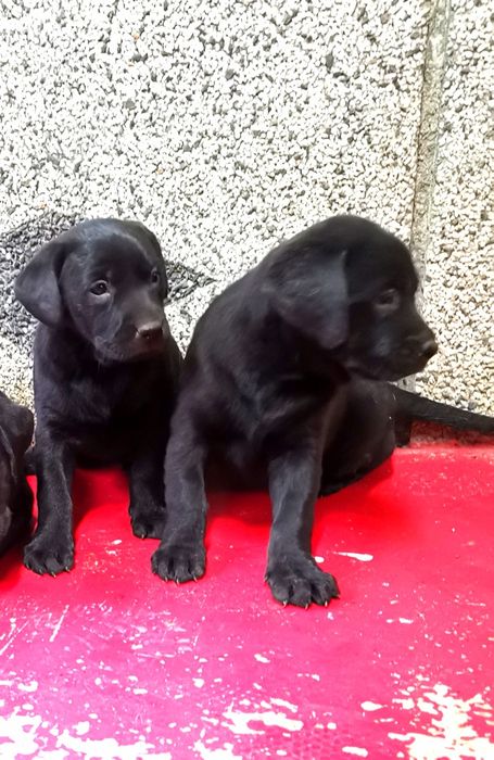 Лабрадор ретривър