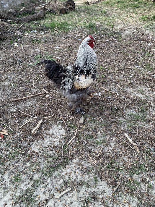 Млади петли(не чистокръвна Колумбийска брама)