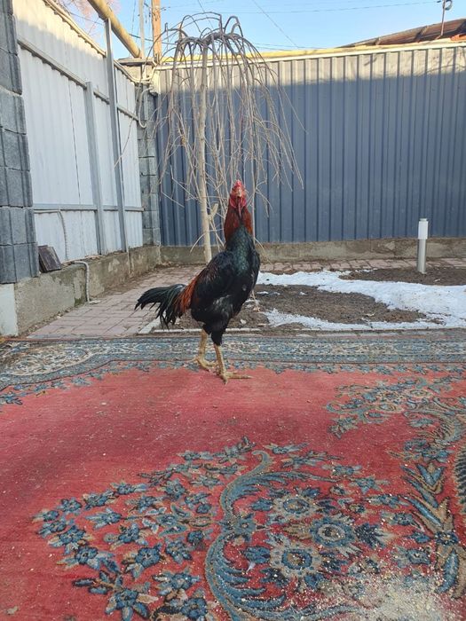 Дакан бойцовый хороших кровей