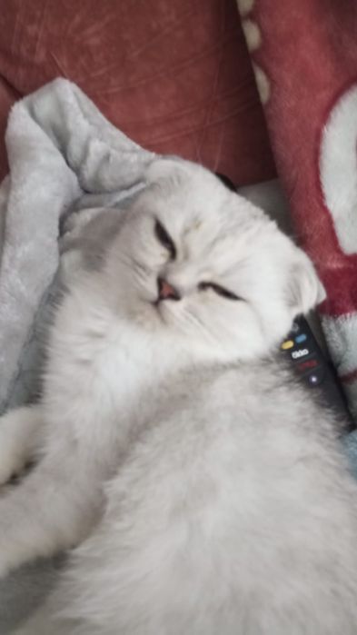 Продам котенка вислоухий 15000