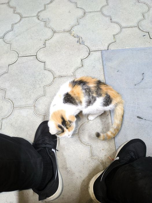 Отдам котенка бесплатно