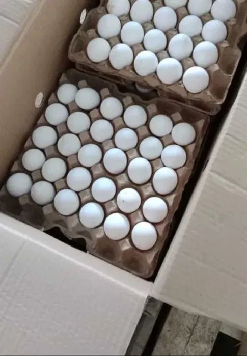 Продам яйцо и гусей