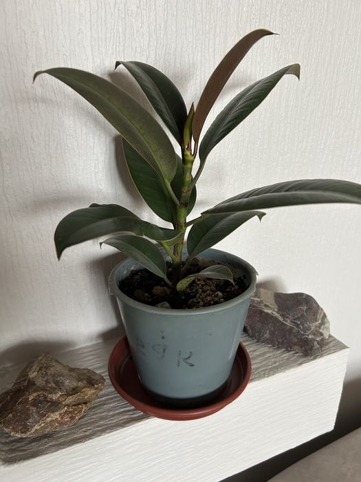 Фикус каучуконосный