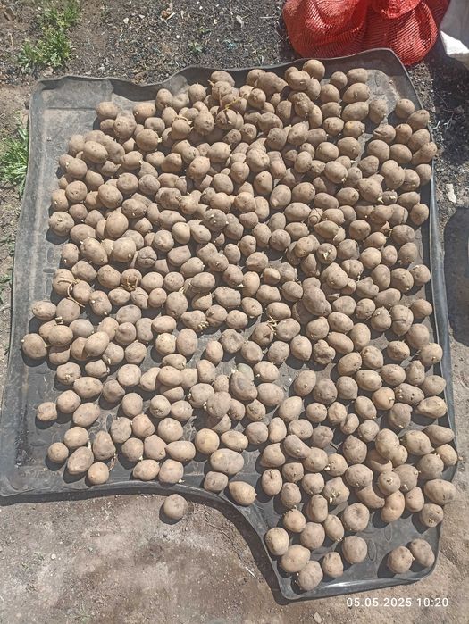 Семенной кортофель Астана