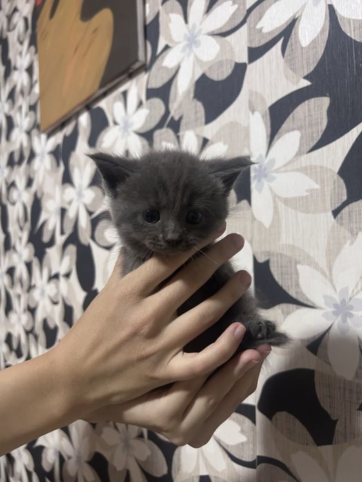 Отдаем котят бесплатно