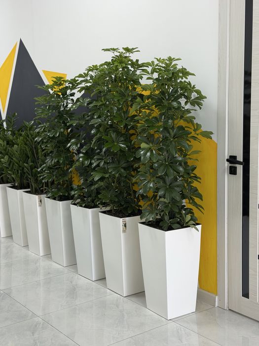 Комнатные цветы с доставкой, Декоративные растения в горшках