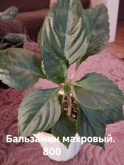 Продам комнатные растения