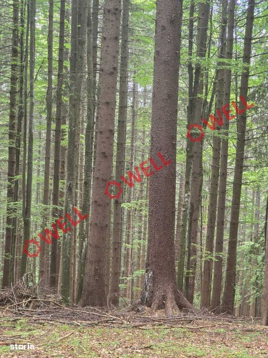 Pădure de vânzare în Vama Buzăului, sat Buzăiel!
