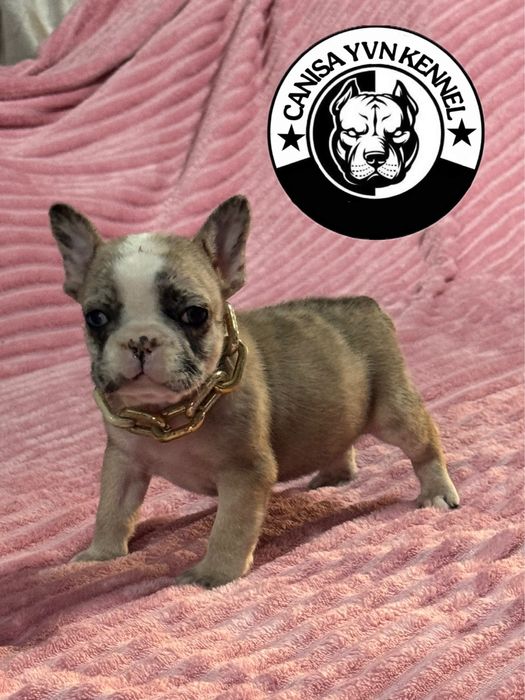 Mascul buldog francez lilac merle