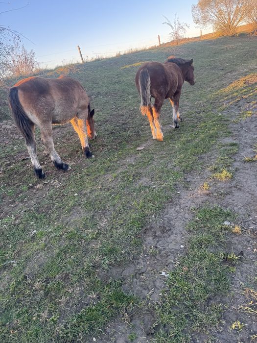 3 mânzi de vânzare !