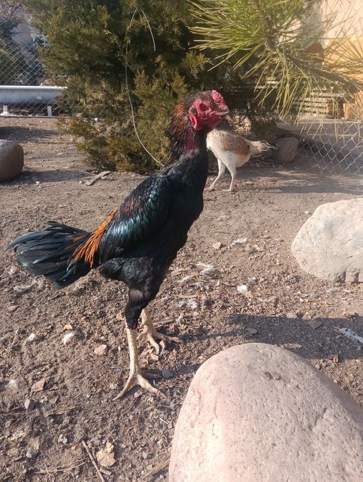 Дакан чушамо-хинт