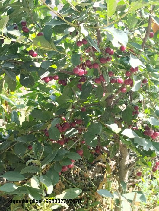 Gilos payvantak kap 6 yarim pakana