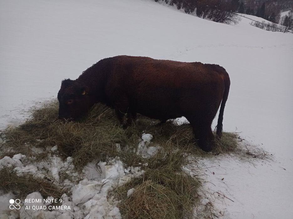 Vând taur Angus de doi ani