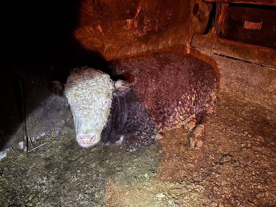 Ак бас букалар, белоголовые быки