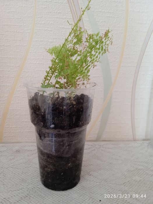 Продам рассаду, цветы