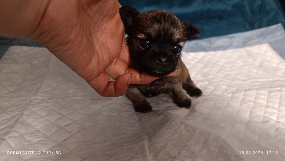 Щенок Чихуахуа. Бронь