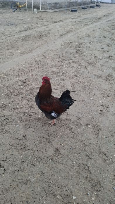 Атештер сатылады