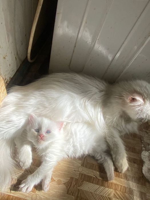 Котенок девочка, бесплатно