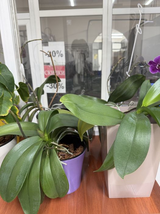 Продам домашние орхидеи