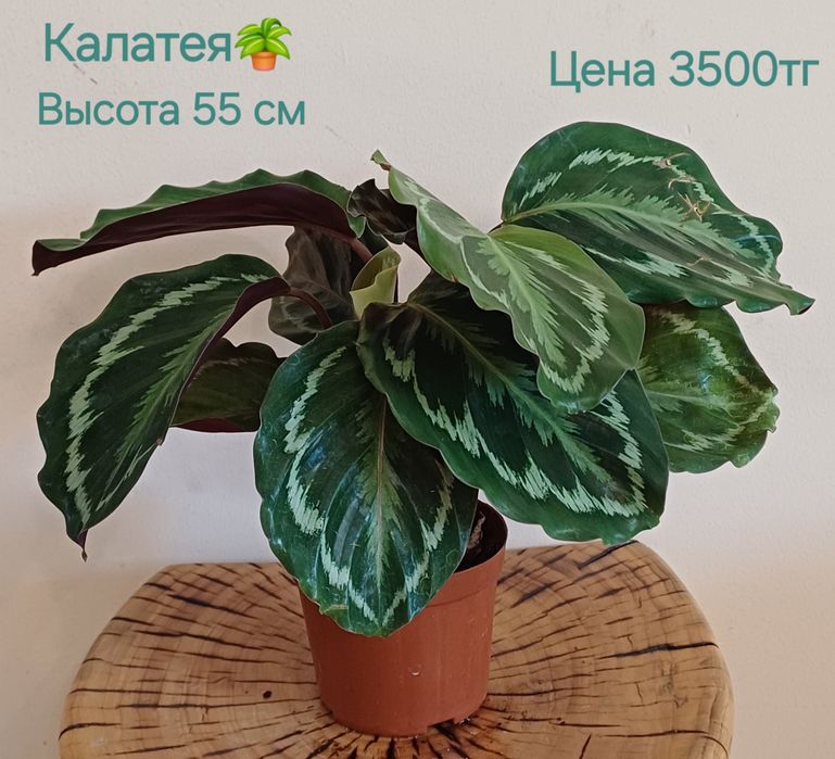 Комнатные цветы!