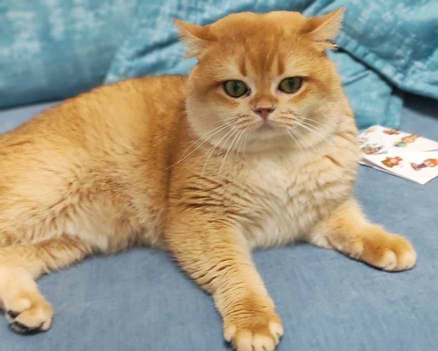 Вязка  с Британцем  NY 12