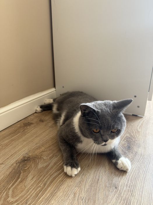 Бритнский кот (Бесплатно )