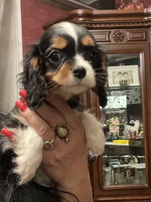 Кавалер кинг чарльз спаниель