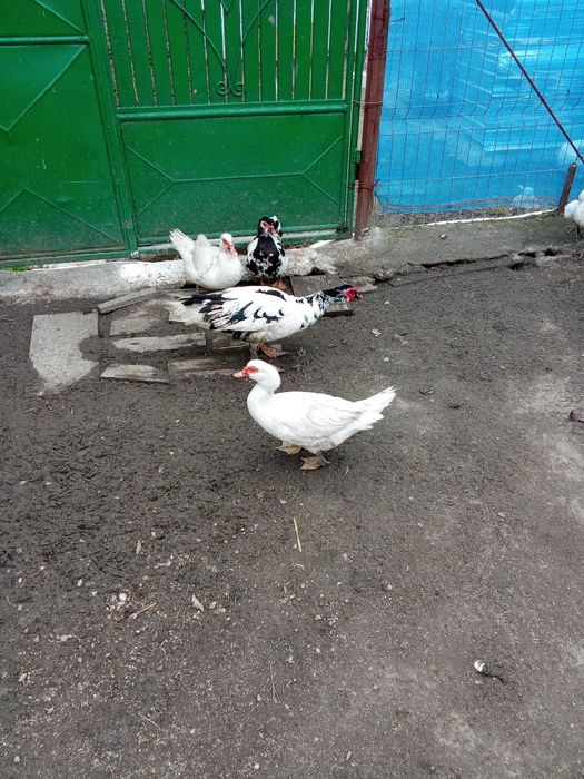 Vând rate  mute sau la schimb cu rate  românești