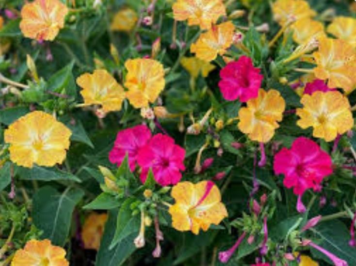 Ночная красавица садовая Мирабилис